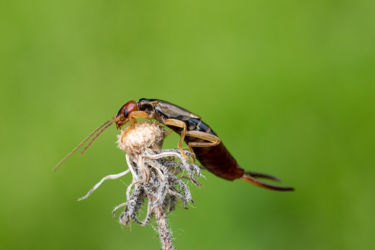 Earwigs: Emerging from Their Hideouts (image credits: pixabay)
