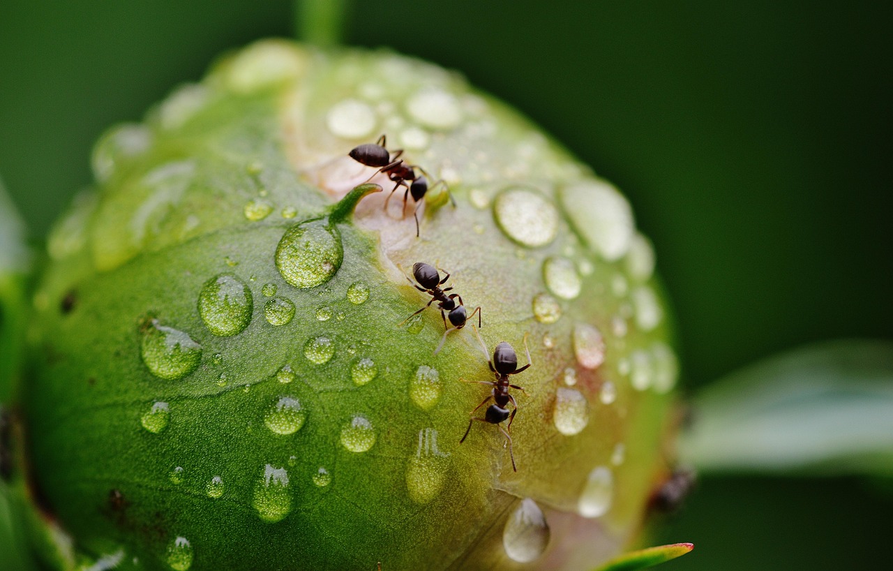 Why This Matters for Our Understanding of Nature (image credits: pixabay)