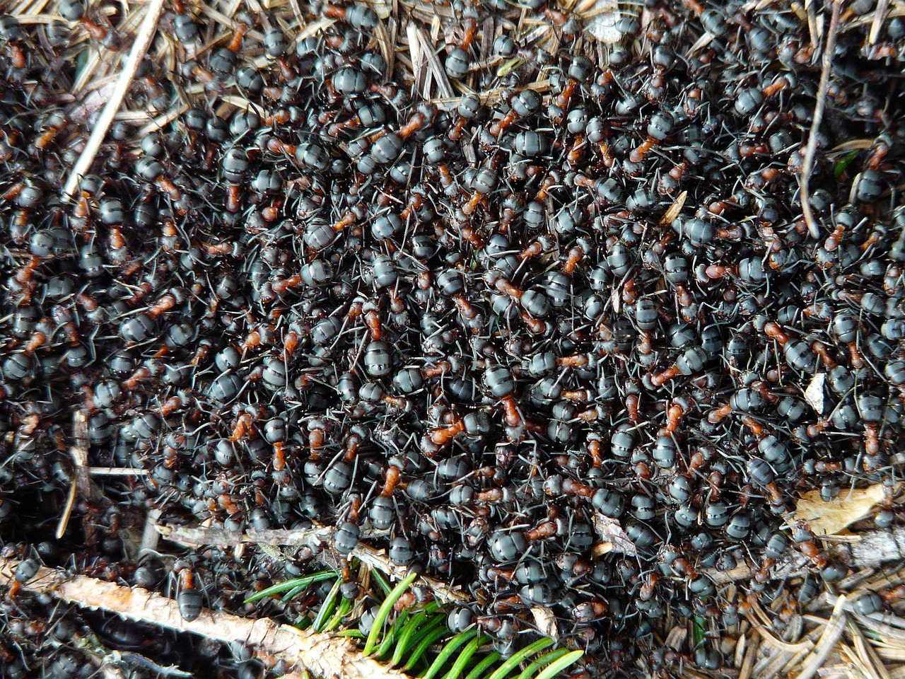 Understanding Ant Colony Structure (image credits: pixabay)