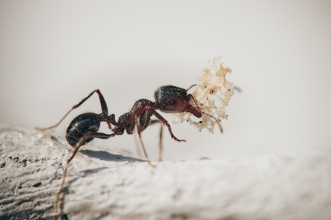 Amber Formation and Preservation Bias (image credits: pixabay)