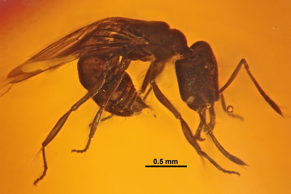 Implications for Understanding Ancient Ecosystems (image credits: wikimedia)