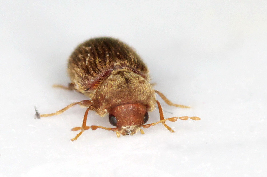 Drugstore Beetles and Their Surprising Appetites (image credits: flickr)