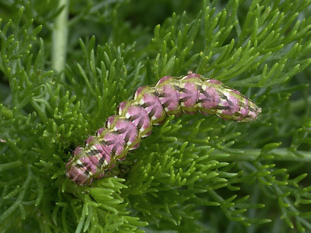 The Moth Problem: More Than Just Clothing Damage (image credits: flickr)