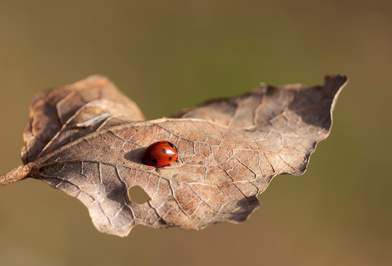 Storage Methods That Attract Unwanted Guests (image credits: pixabay)