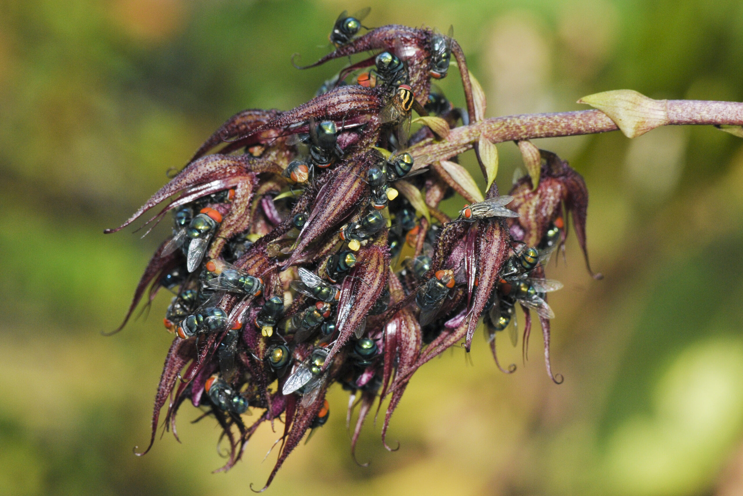 The Science Behind Insect Attraction to Dried Plants (image credits: wikimedia)