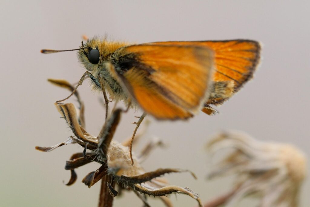 Why Dried Flowers Can Become a Bug Buffet