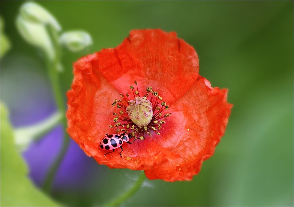 Origins of an Unwelcome Guest (image credits: flickr)