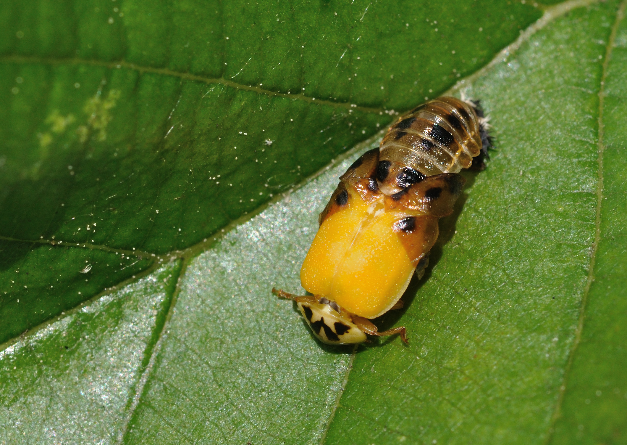 Home Invasion: The Autumn Siege (image credits: wikimedia)