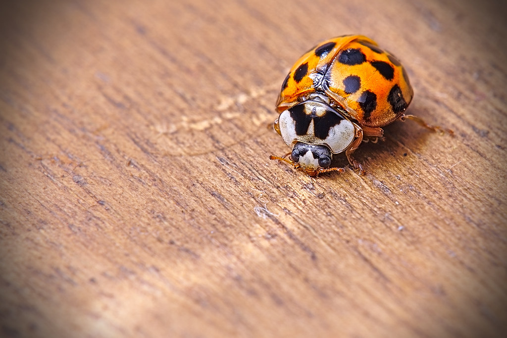 Agricultural Impact: Friend or Foe? (image credits: flickr)