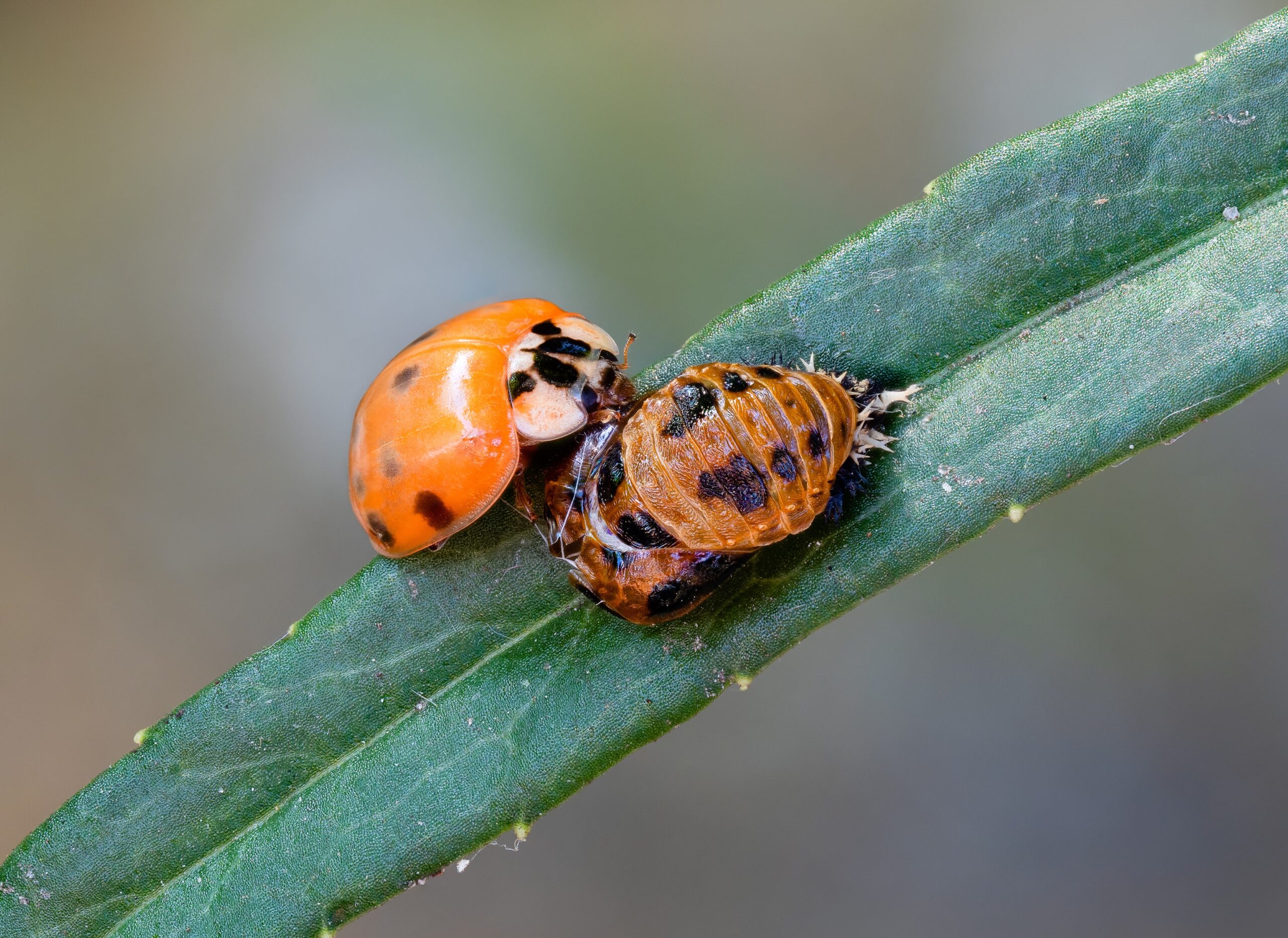 Health Concerns and Allergic Reactions (image credits: wikimedia)