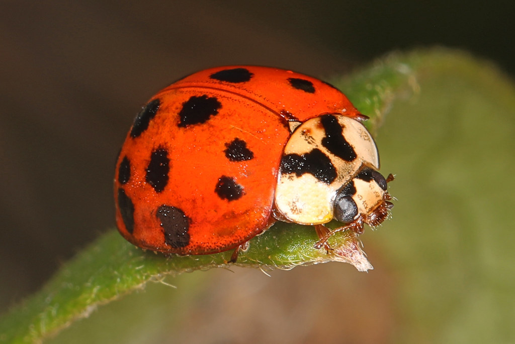 Not Your Garden Variety Ladybug: Meet the Invasive Asian Lady Beetle