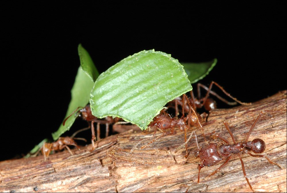 Agricultural Pioneers Among Insects (image credits: wikimedia)