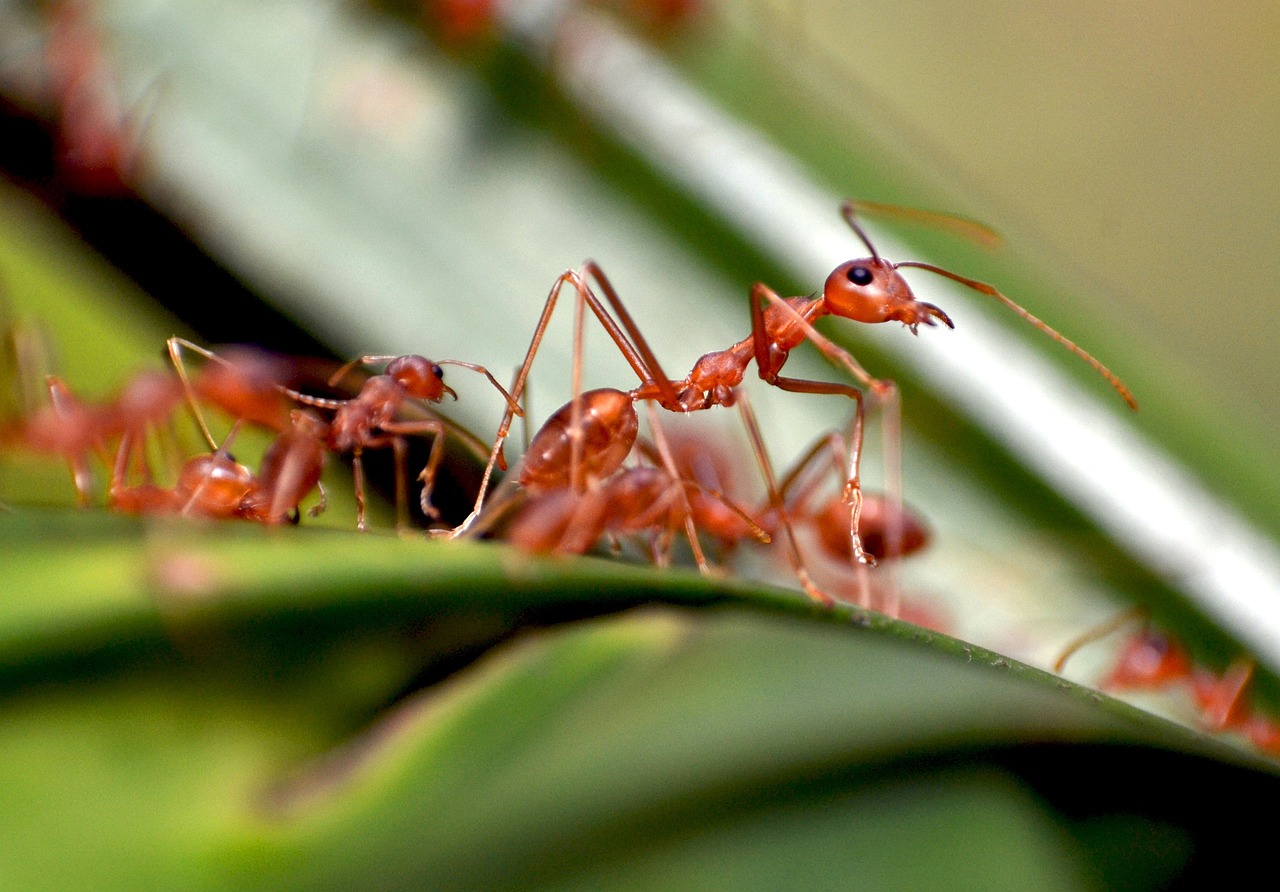 Social Complexity Beyond Human Imagination (image credits: pixabay)