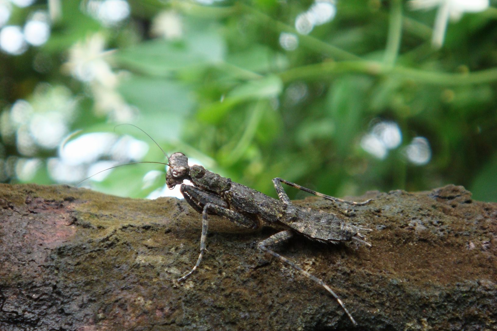 Chemical Warfare Through Decomposition (image credits: wikimedia)