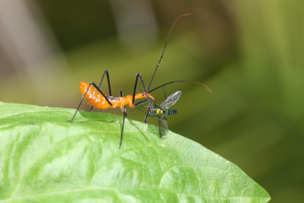 Predator Responses to the Corpse Coat Strategy (image credits: flickr)
