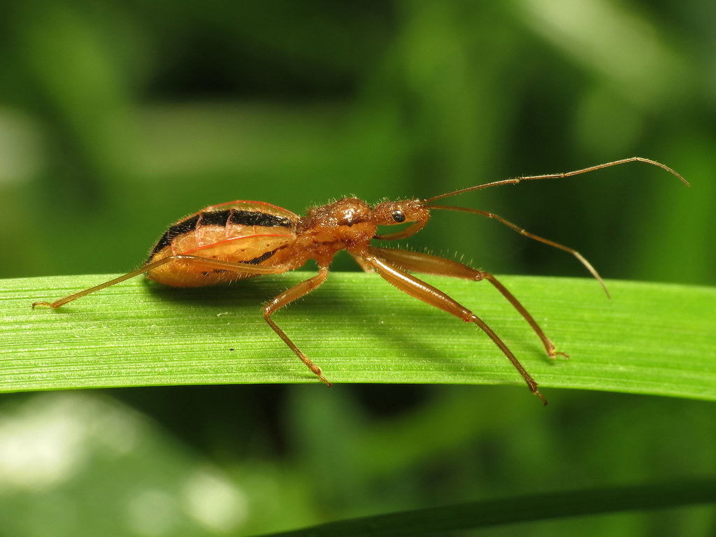 Conservation Implications and Habitat Threats (image credits: flickr)