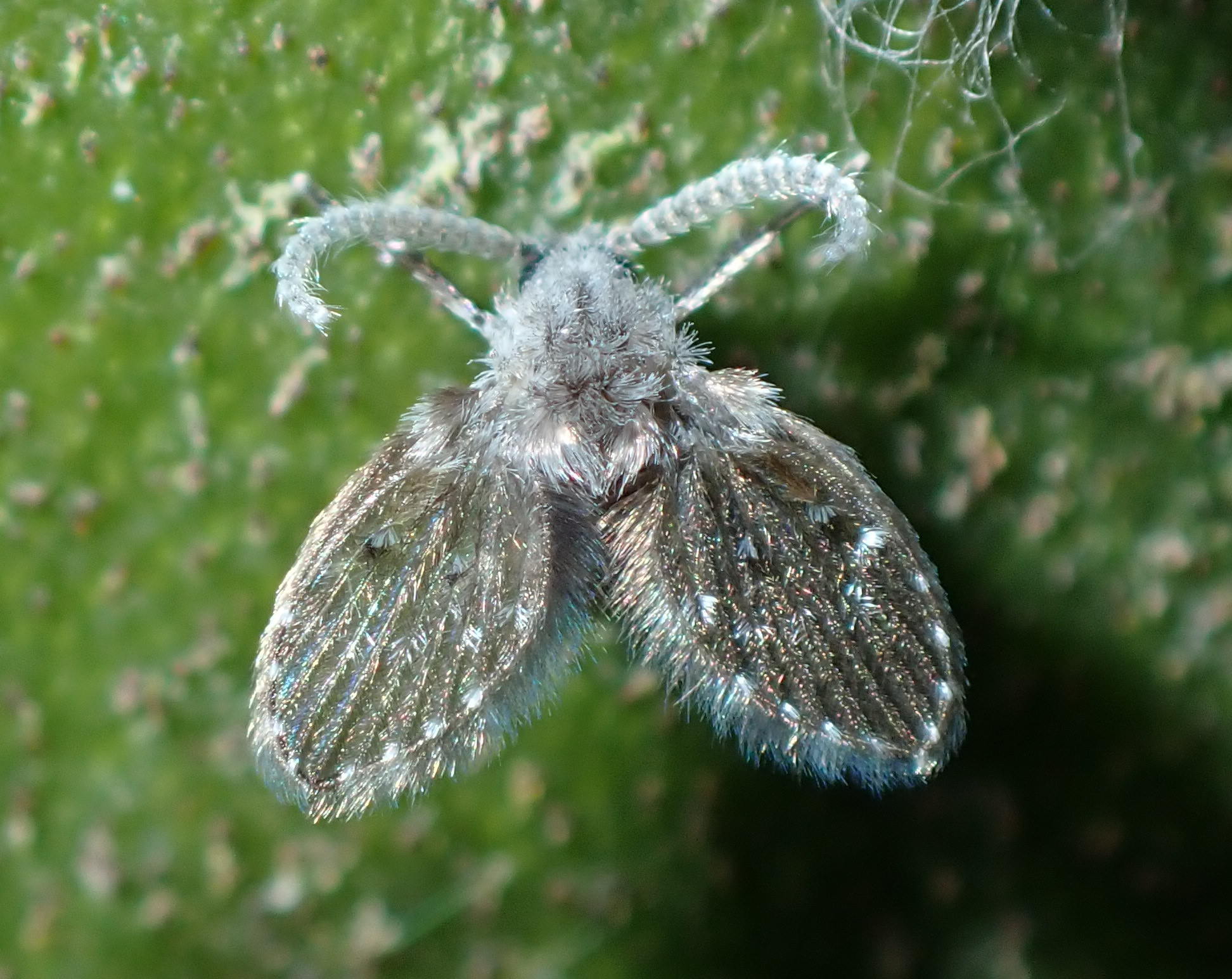 Drain Flies: The Bathroom's Secret Inhabitants (image credits: wikimedia)