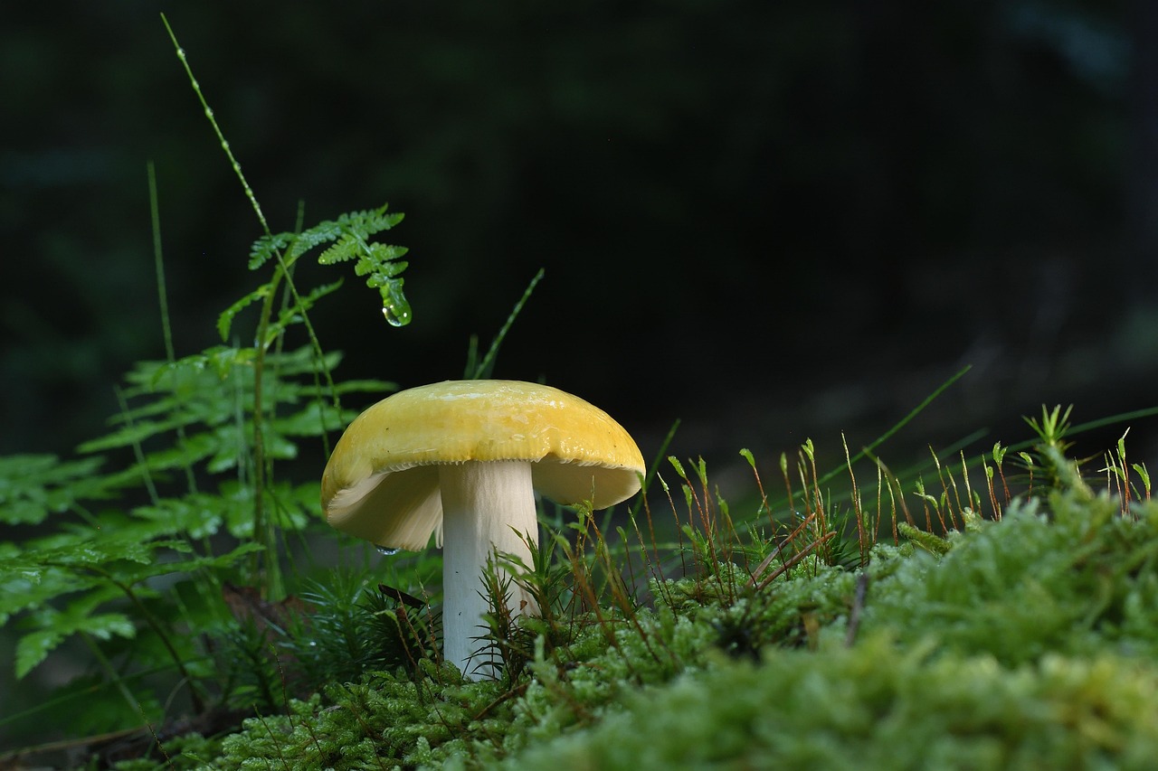 Fungus Gnats: The Soil-Dwelling Miniatures (image credits: pixabay)