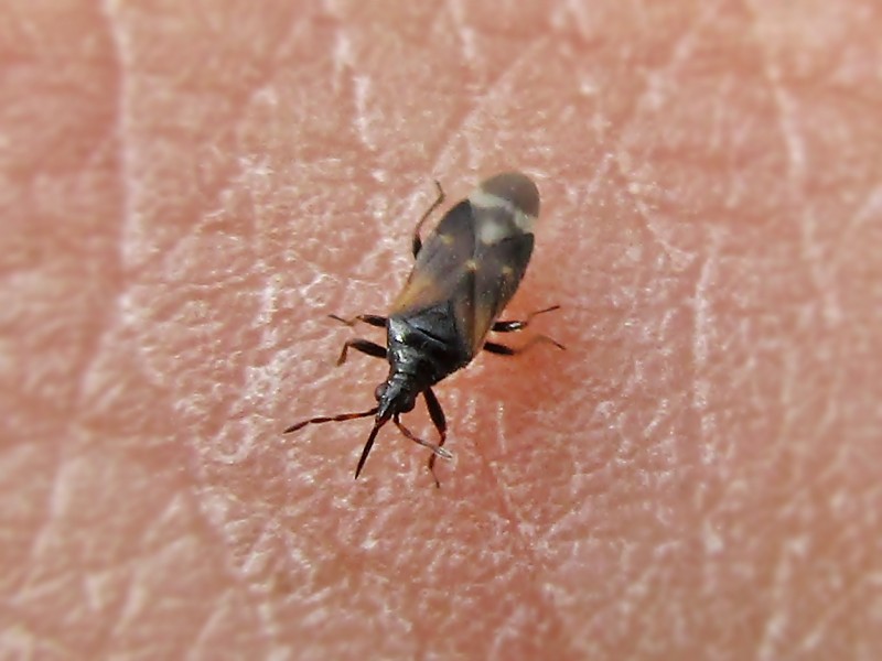 Minute Pirate Bugs: The Tiniest Predators (image credits: wikimedia)
