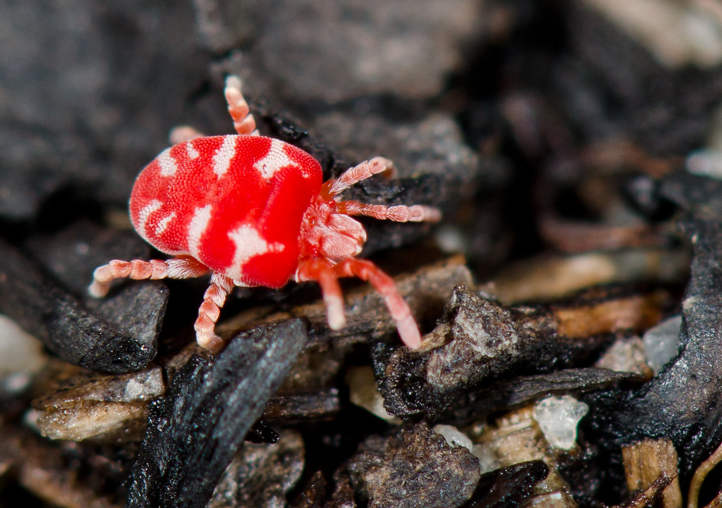 Clover Mites: The Microscopic Red Dots (image credits: flickr)
