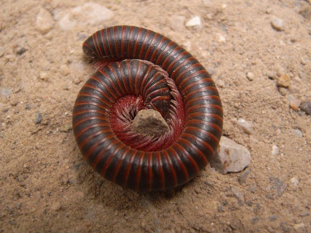 The Shocking Truth About Millipede Legs (image credits: flickr)