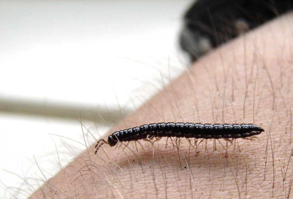 Why Your Houseplants Are Millipede Magnets (image credits: wikimedia)