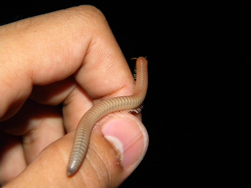 The Secret Life of Indoor Millipedes (image credits: flickr)