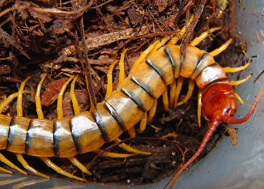 Identifying Your Unexpected Houseguest (image credits: flickr)