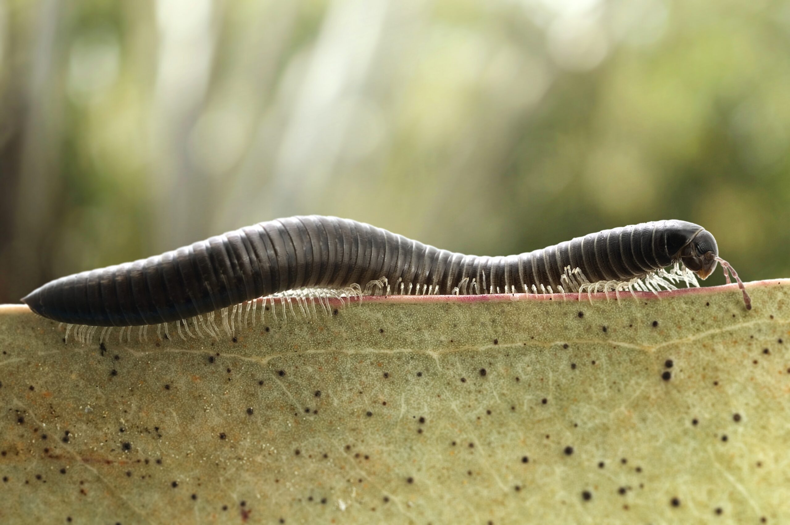 The Millipede's Surprising Diet Revealed (image credits: wikimedia)