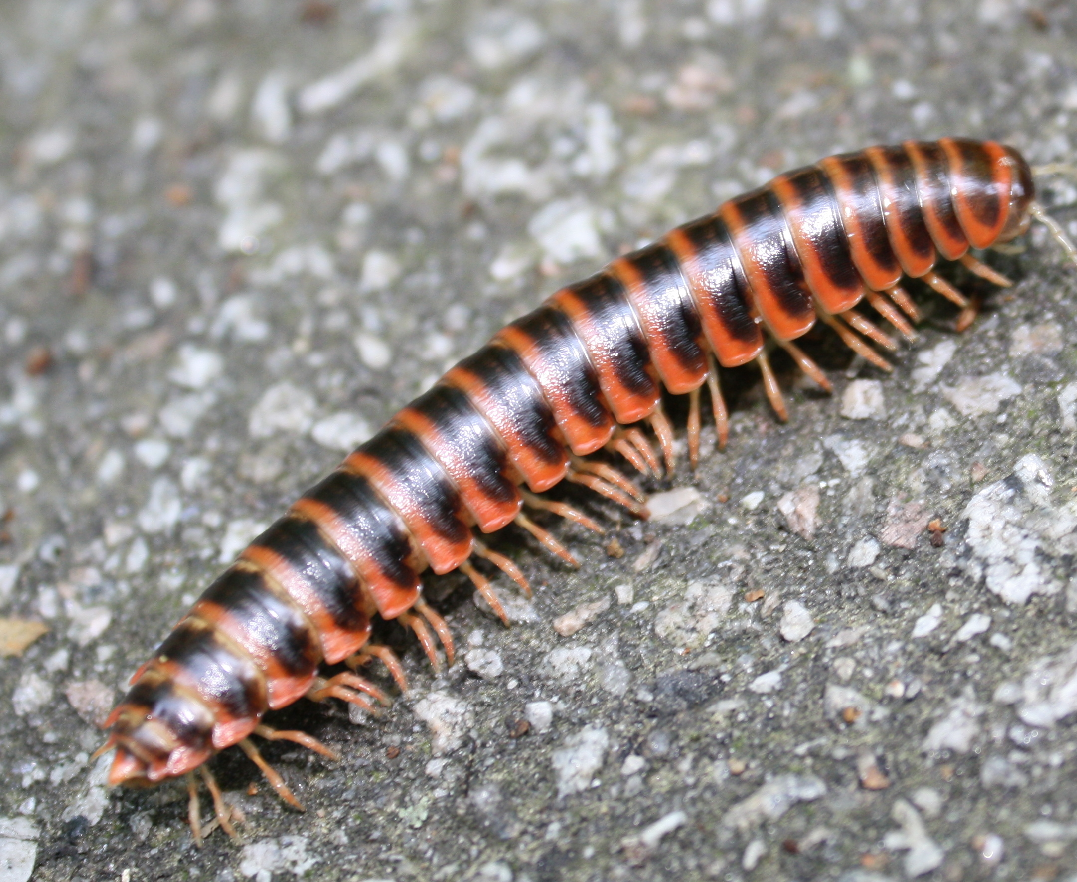 When Millipedes Become Problematic (image credits: wikimedia)