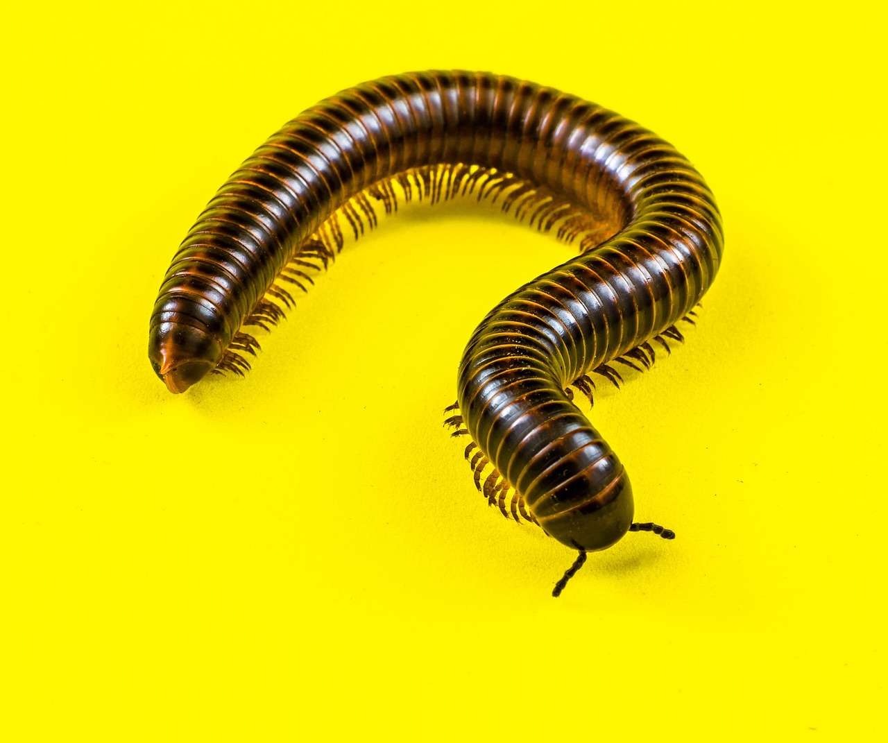 The Fascinating World of Millipede Communication (image credits: pixabay)