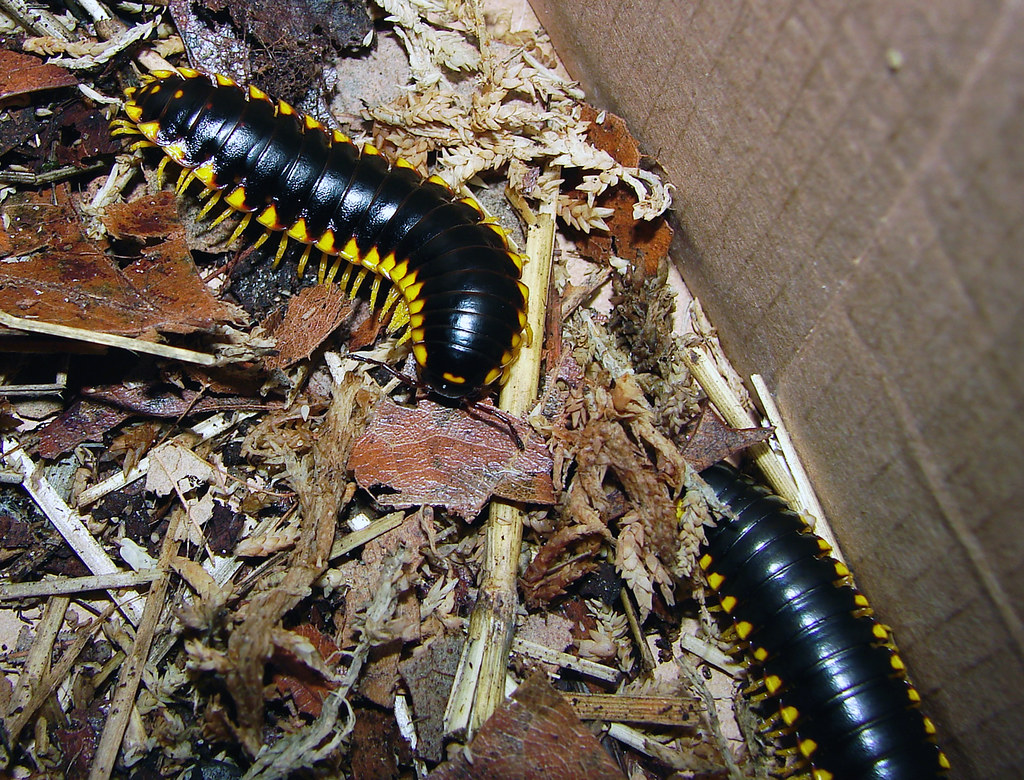 Millipede Defense Mechanisms That Will Amaze You (image credits: flickr)