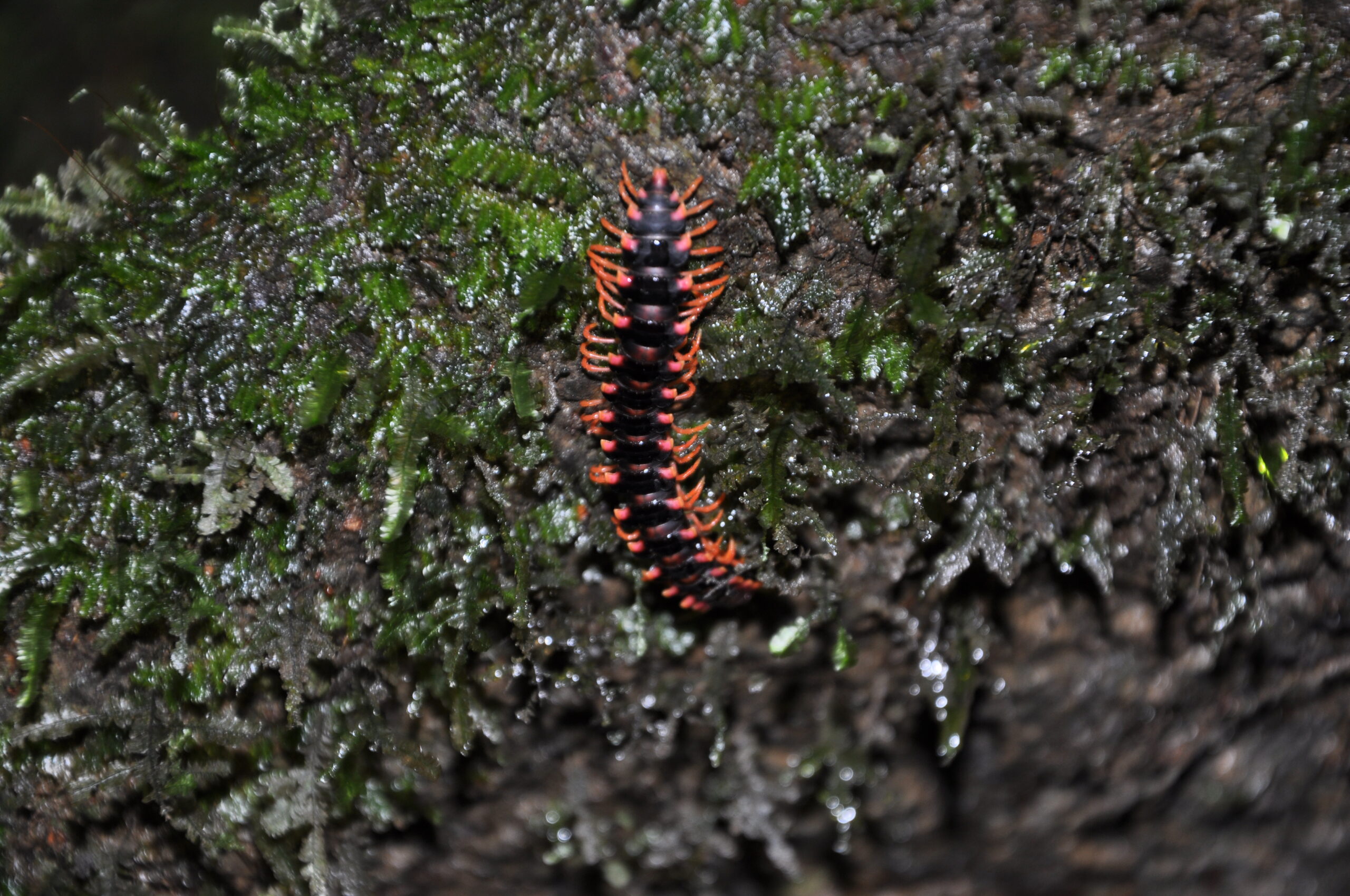 Seasonal Patterns and Indoor Invasions (image credits: wikimedia)