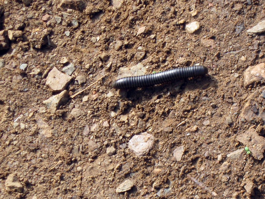 The Ecological Benefits of Indoor Millipedes (image credits: flickr)