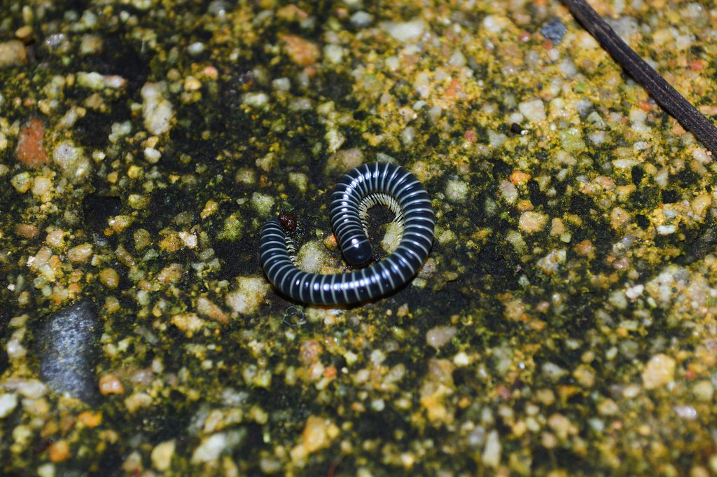 Creating Millipede-Friendly Boundaries (image credits: flickr)