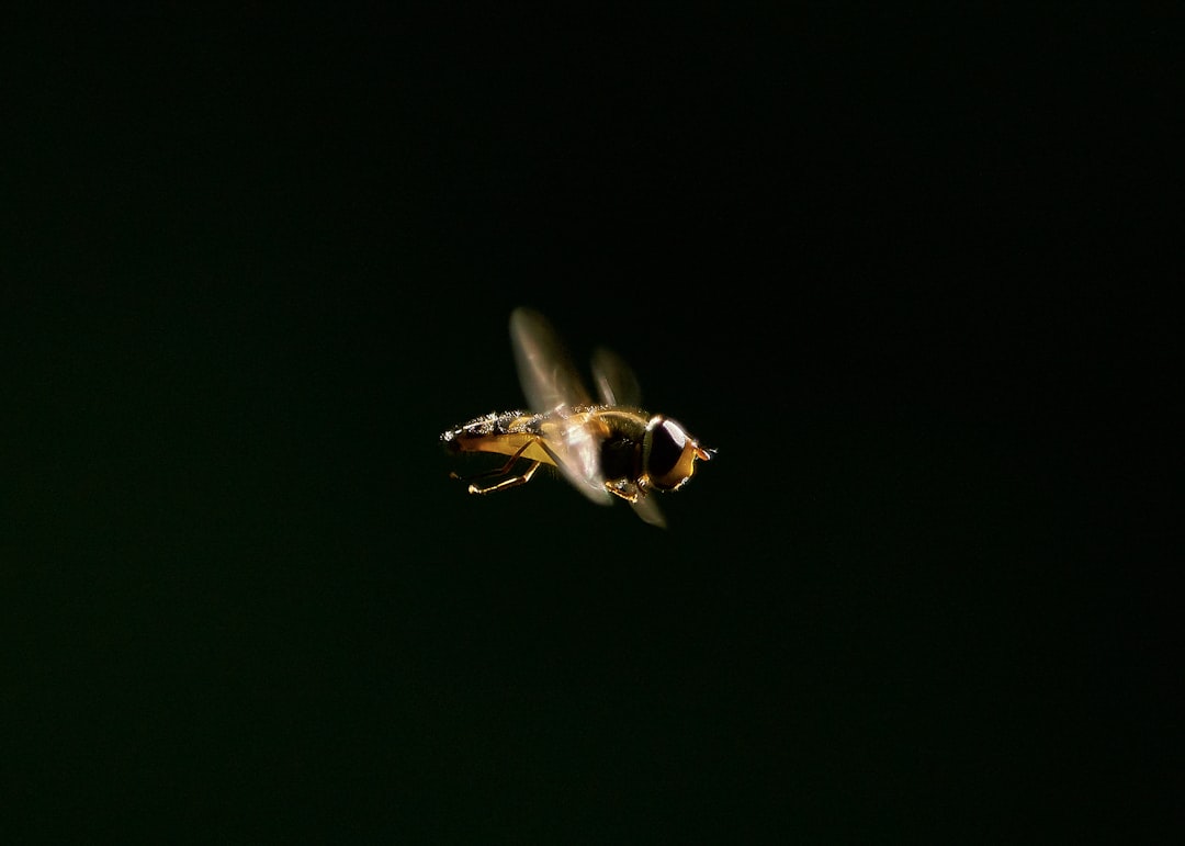 Firefly Femme Fatales: Masters of Mimicry (image credits: unsplash)