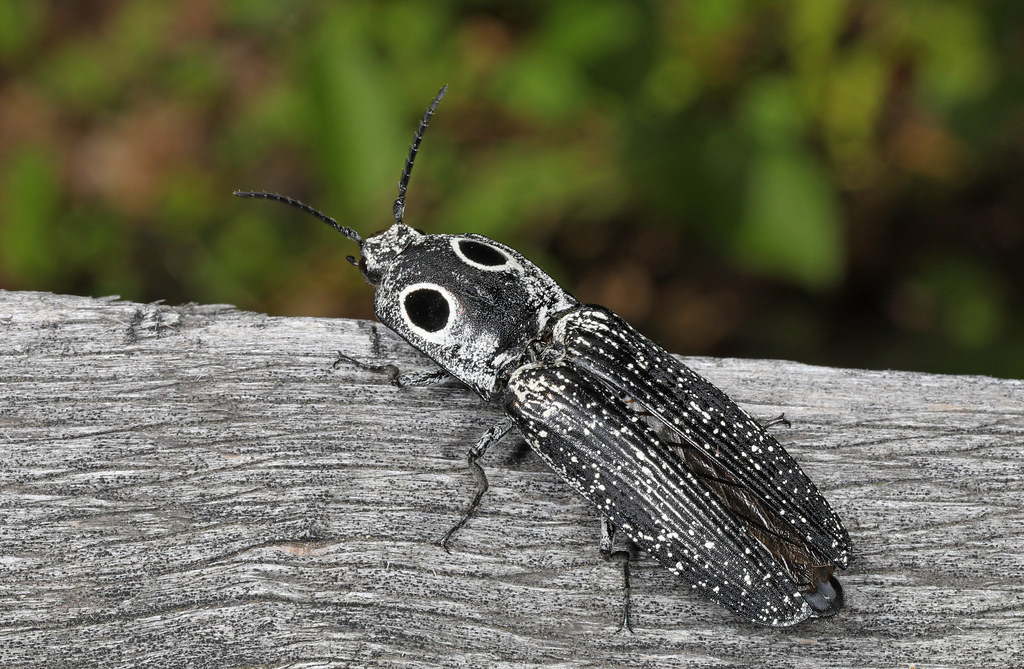 Click Beetles: Living Strobe Lights (image credits: flickr)