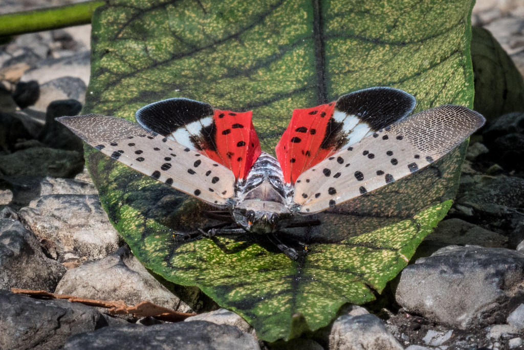 Lanternflies: The Art of False Advertising (image credits: flickr)