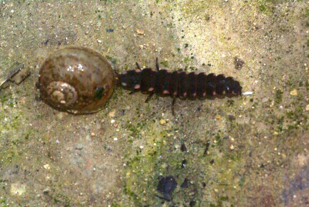 Glow-worms: Underground Deception Networks (image credits: flickr)