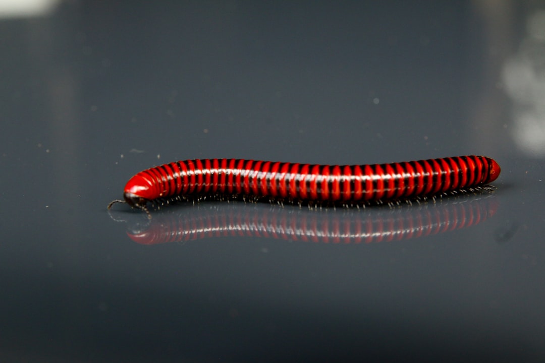 Railroad Worms: Multi-Colored Deception (image credits: unsplash)