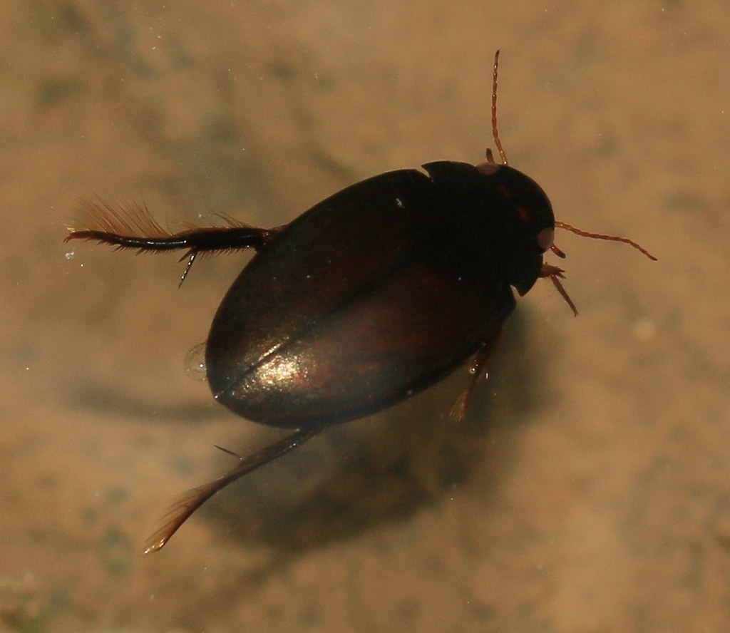 Diving Beetles: Underwater Light Warfare (image credits: flickr)