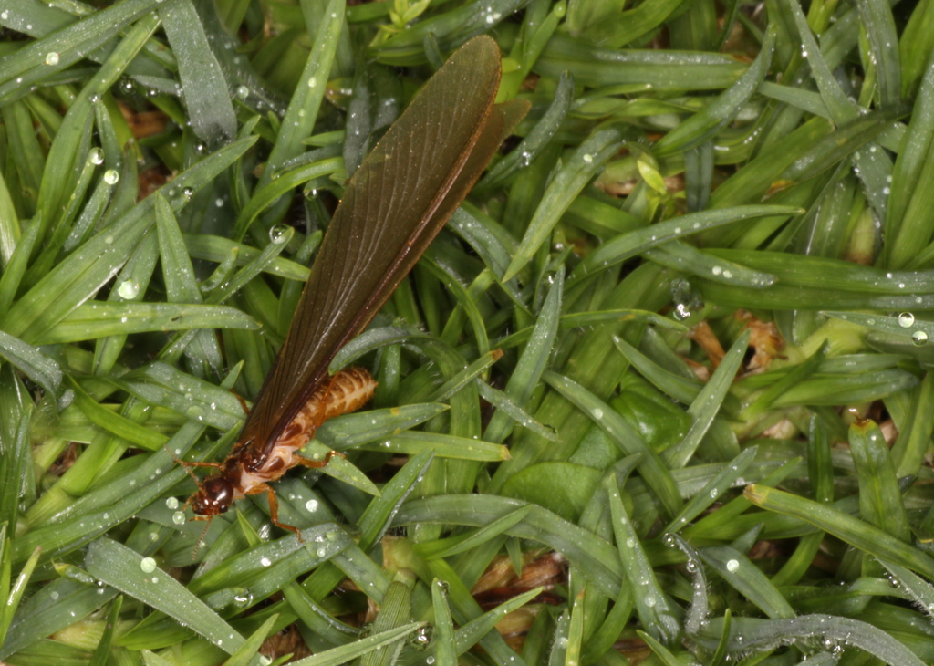 Termite Alates: Swarming Deception (image credits: flickr)