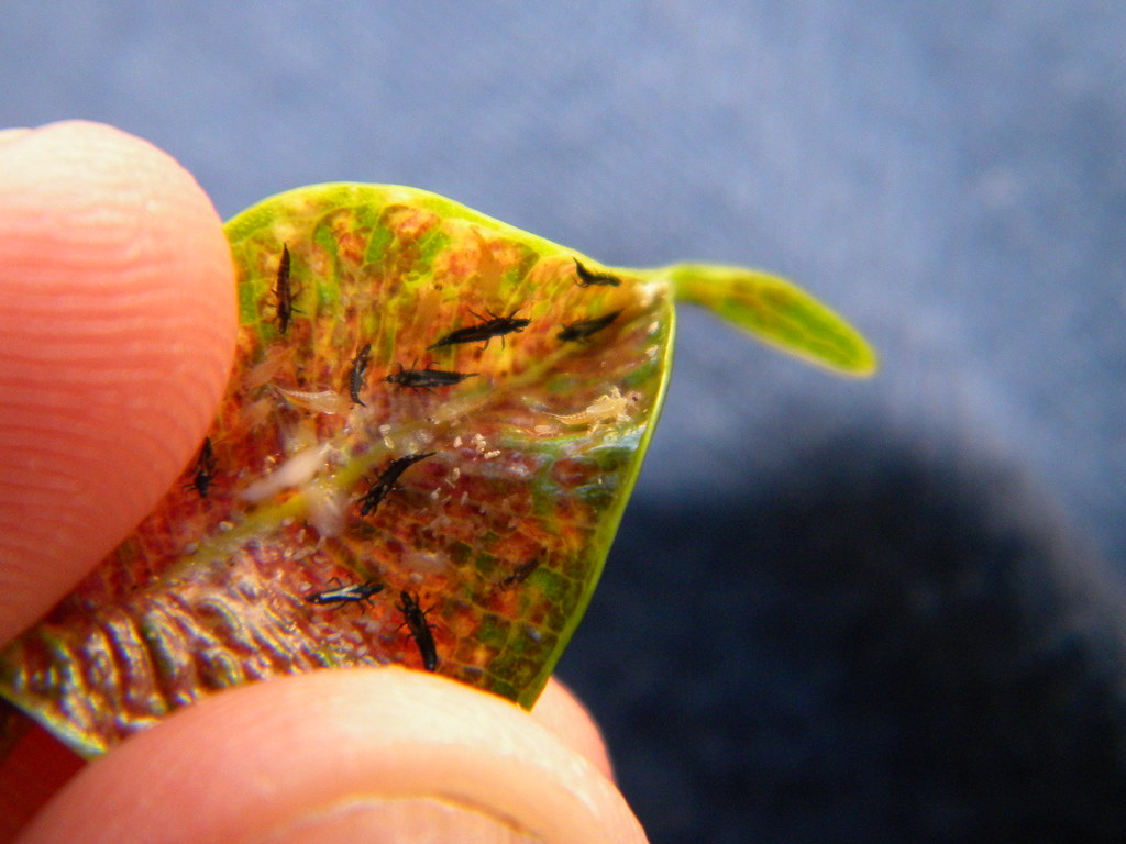 Thrips: Microscopic Light Manipulators (image credits: flickr)