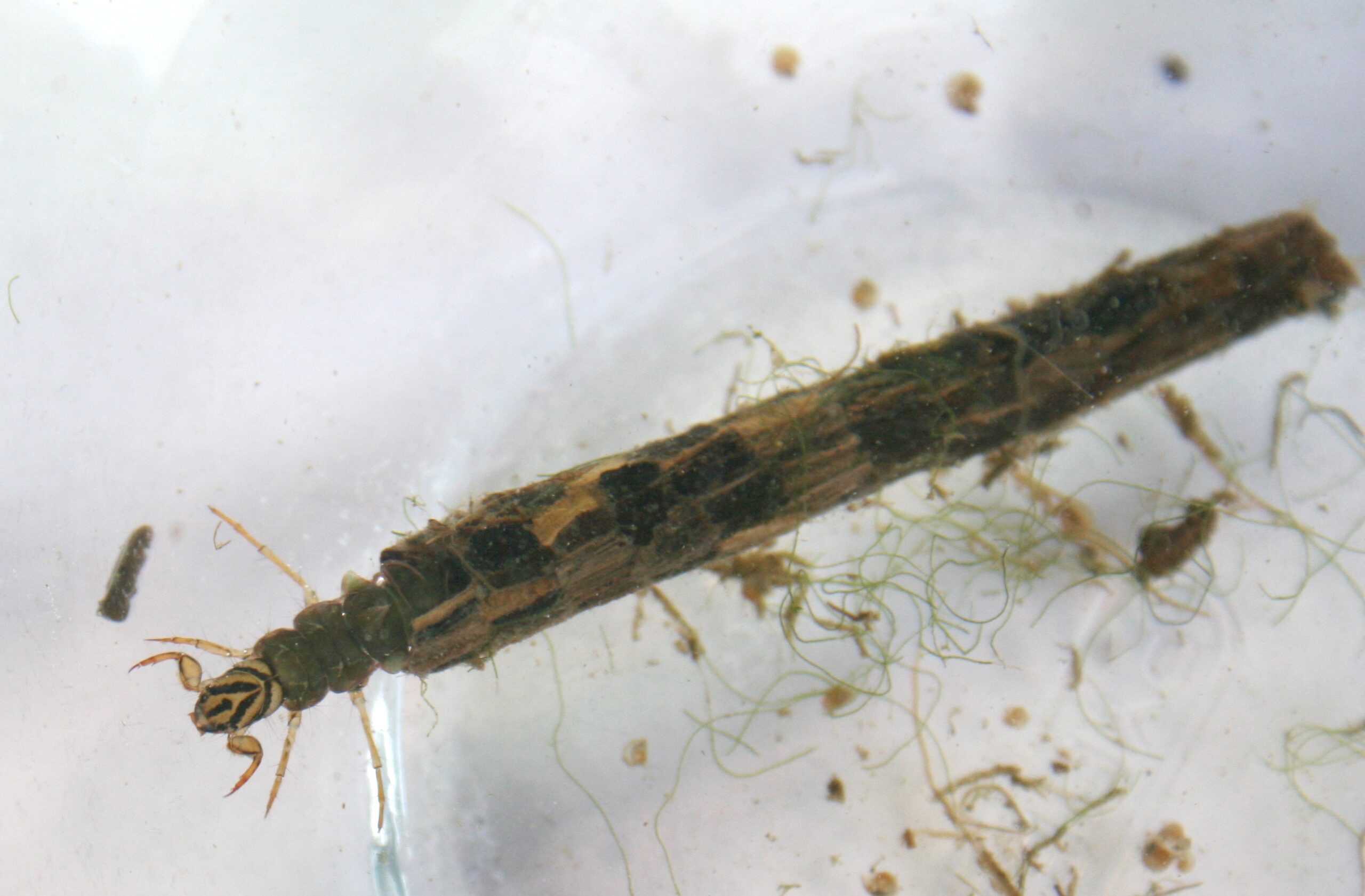 Caddisfly Larvae: Architectural Light Traps (image credits: By MyForest, CC BY-SA 3.0, https://commons.wikimedia.org/w/index.php?curid=11679443)