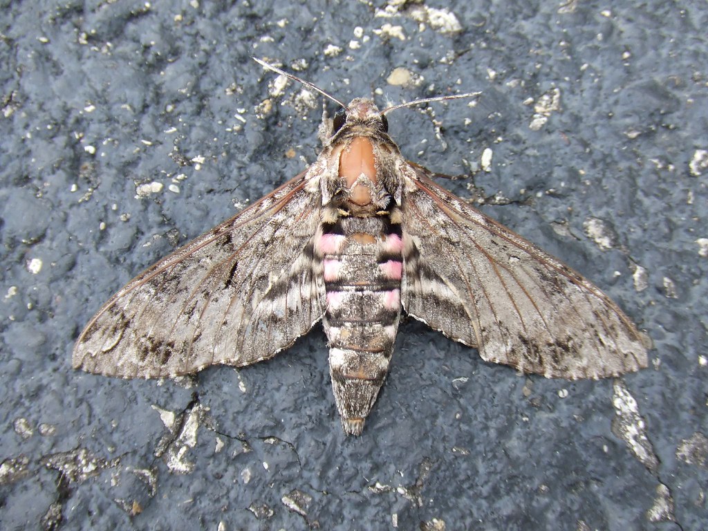 Moths: Masters of Light Deception (image credits: flickr)