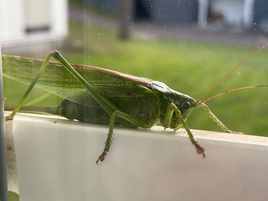Grasshoppers: Reflective Escape Artists (image credits: unsplash)
