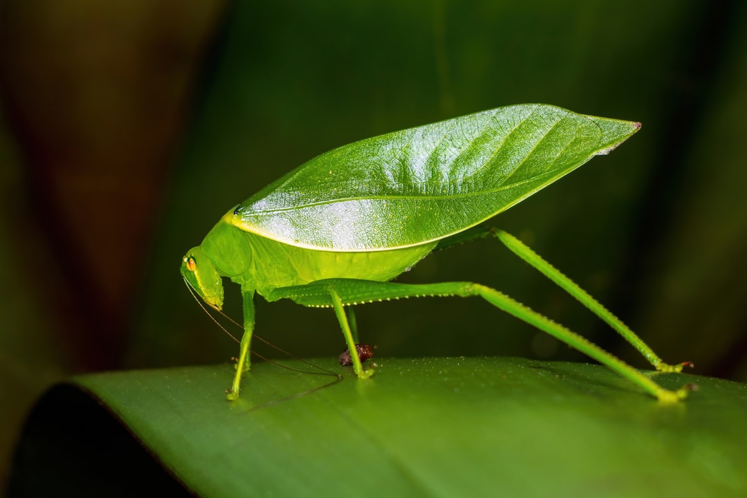 Katydids: Acoustic-Visual Deception (image credits: unsplash)