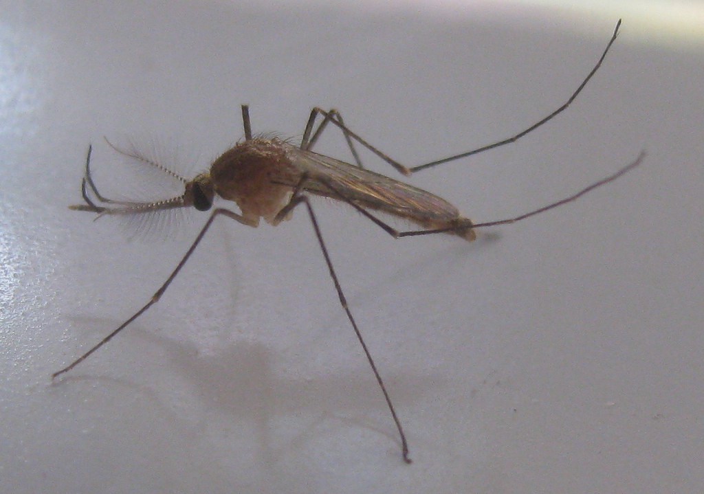 Species Diversity: A Mosquito Convention (image credits: flickr)