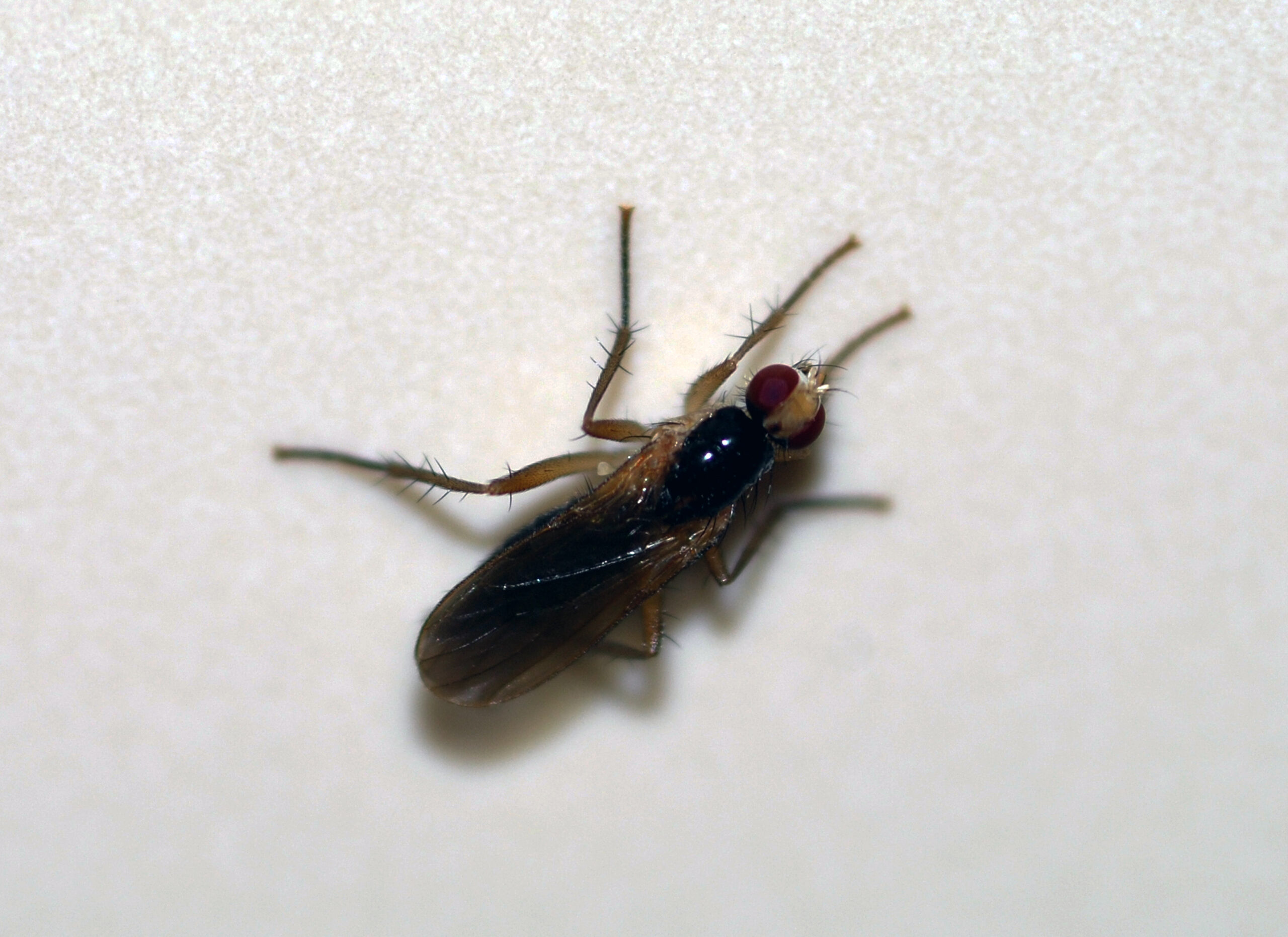 Kitchen Appliances: The Unexpected Insect Highways (image credits: wikimedia)