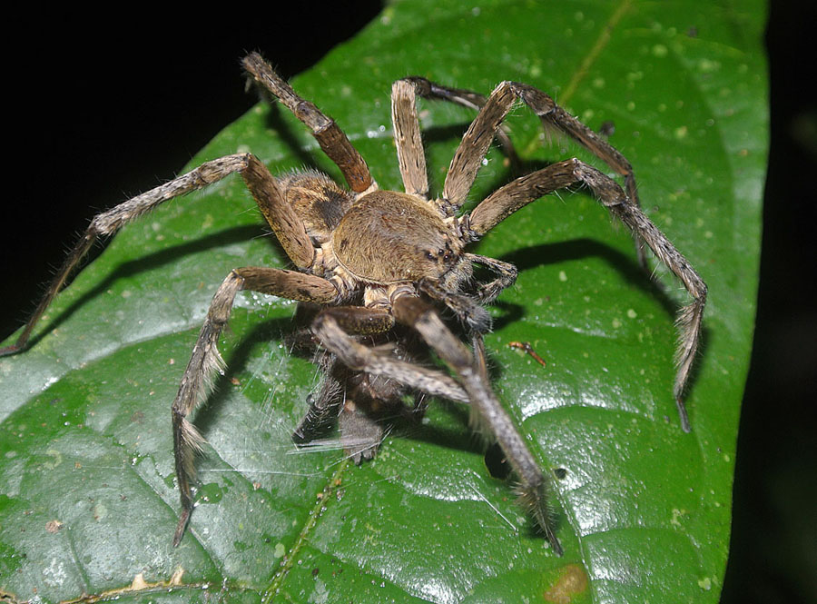 The Brazilian Wandering Spider: A Heart-Stopping Discovery (image credits: wikimedia)